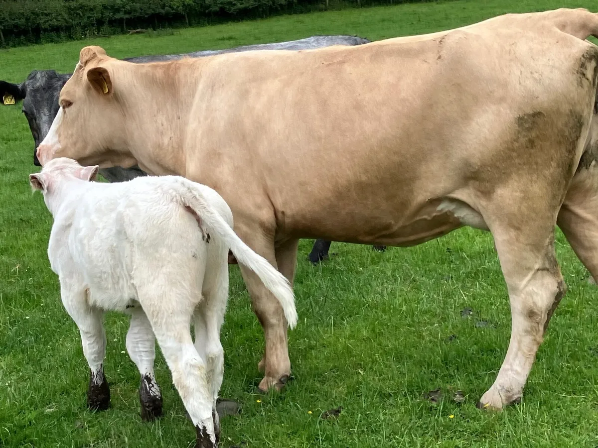 Heifers and sucklers - Image 3