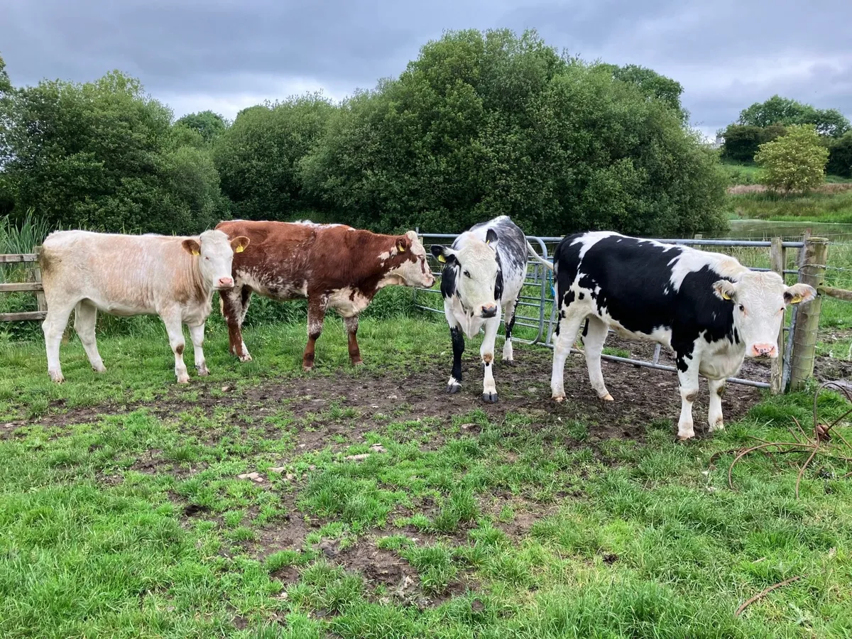 Heifers and sucklers - Image 1