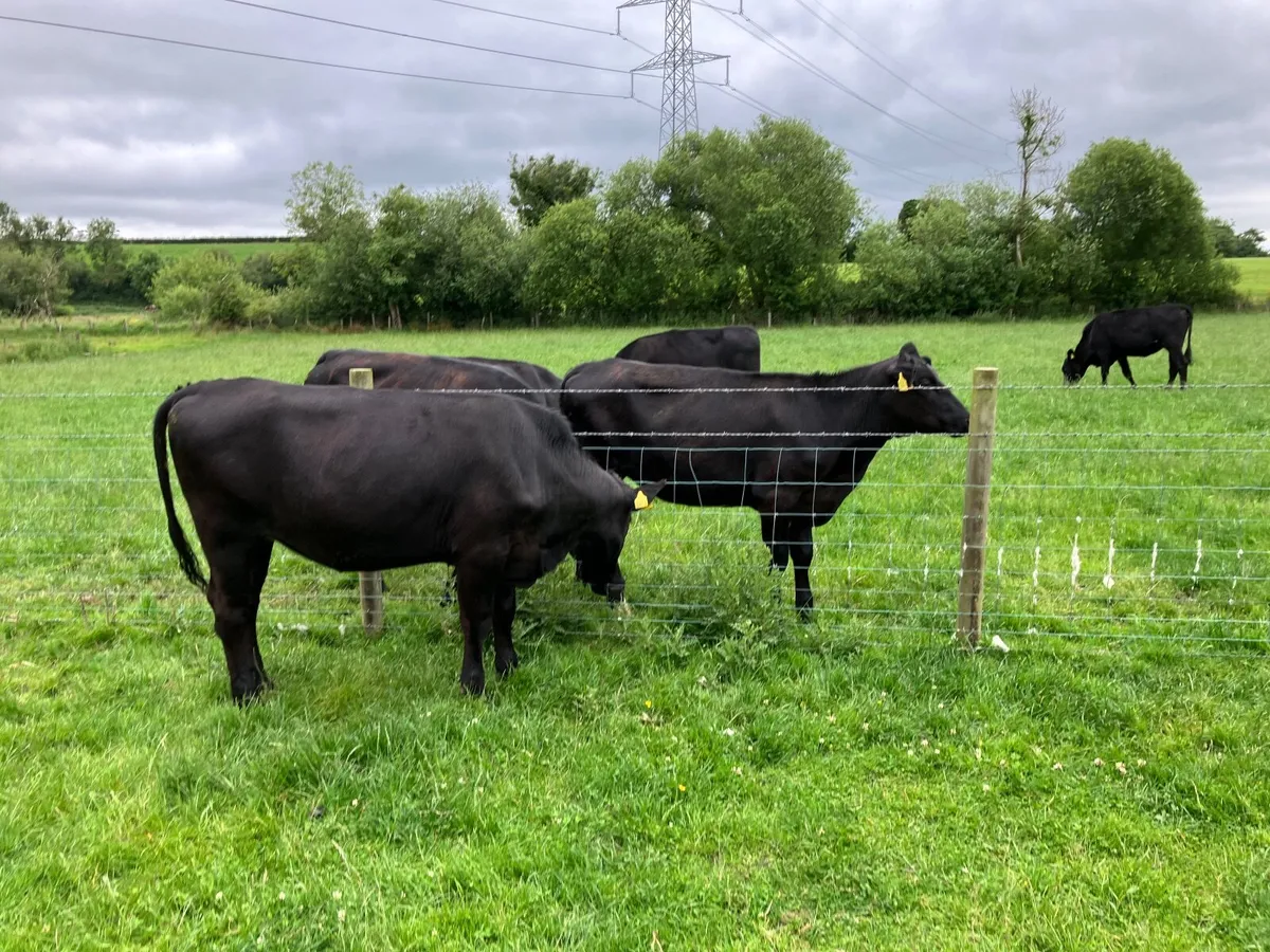 Heifers and sucklers - Image 2