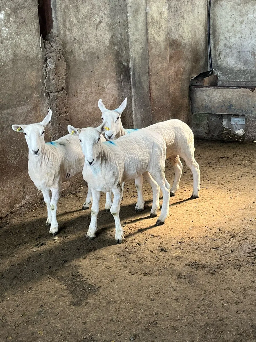 💥4 full bred cheviots 💥 - Image 3