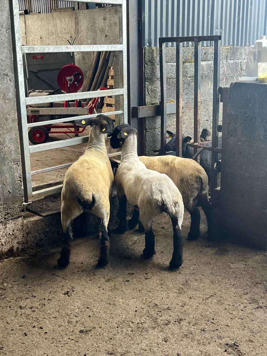 4 pedigree Suffolk ewe hoggets - Image 2
