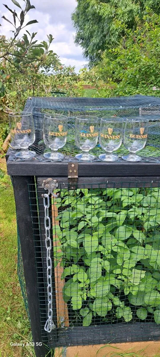 10 old half  pint  Guinness  glass €20 each - Image 1
