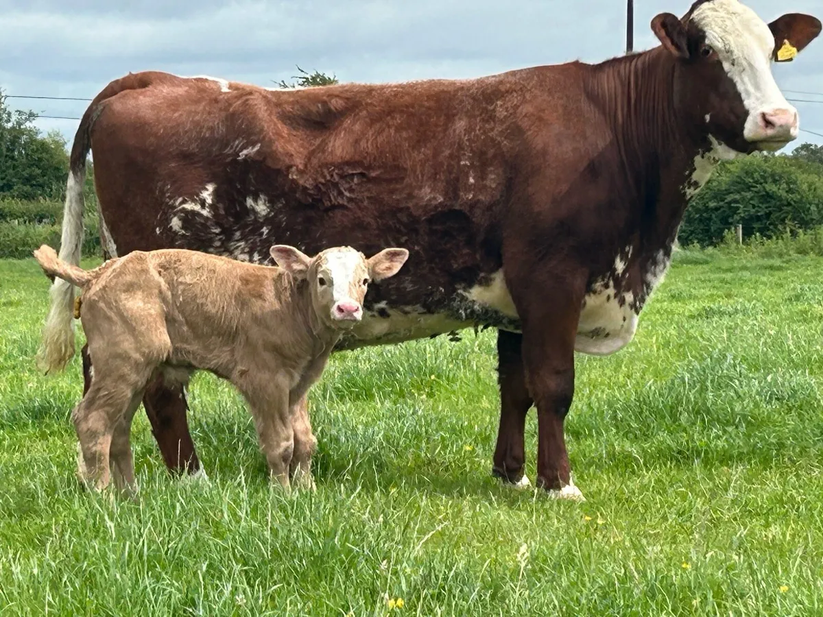 Super roan 5 star cow and charlois bull calf - Image 2