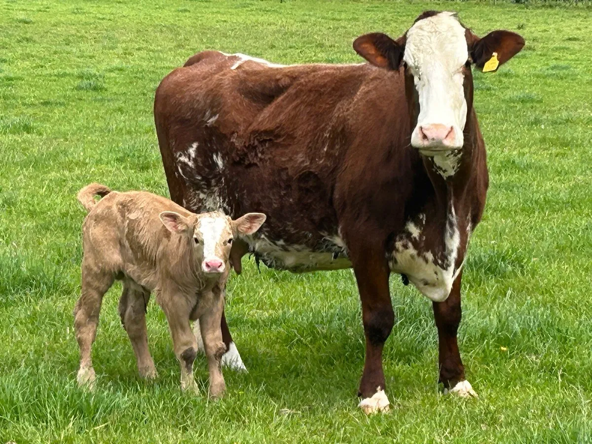 Super roan 5 star cow and charlois bull calf - Image 3