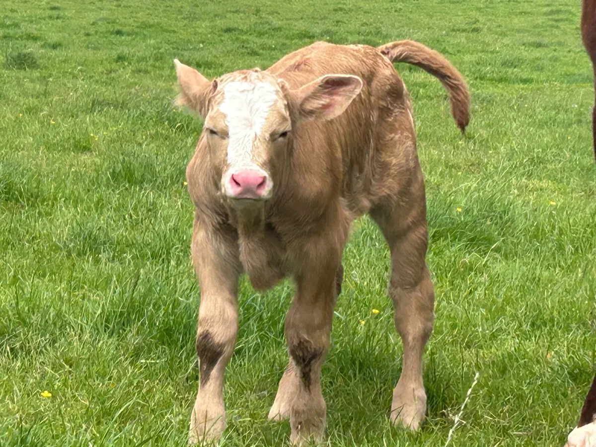 Super roan 5 star cow and charlois bull calf - Image 4