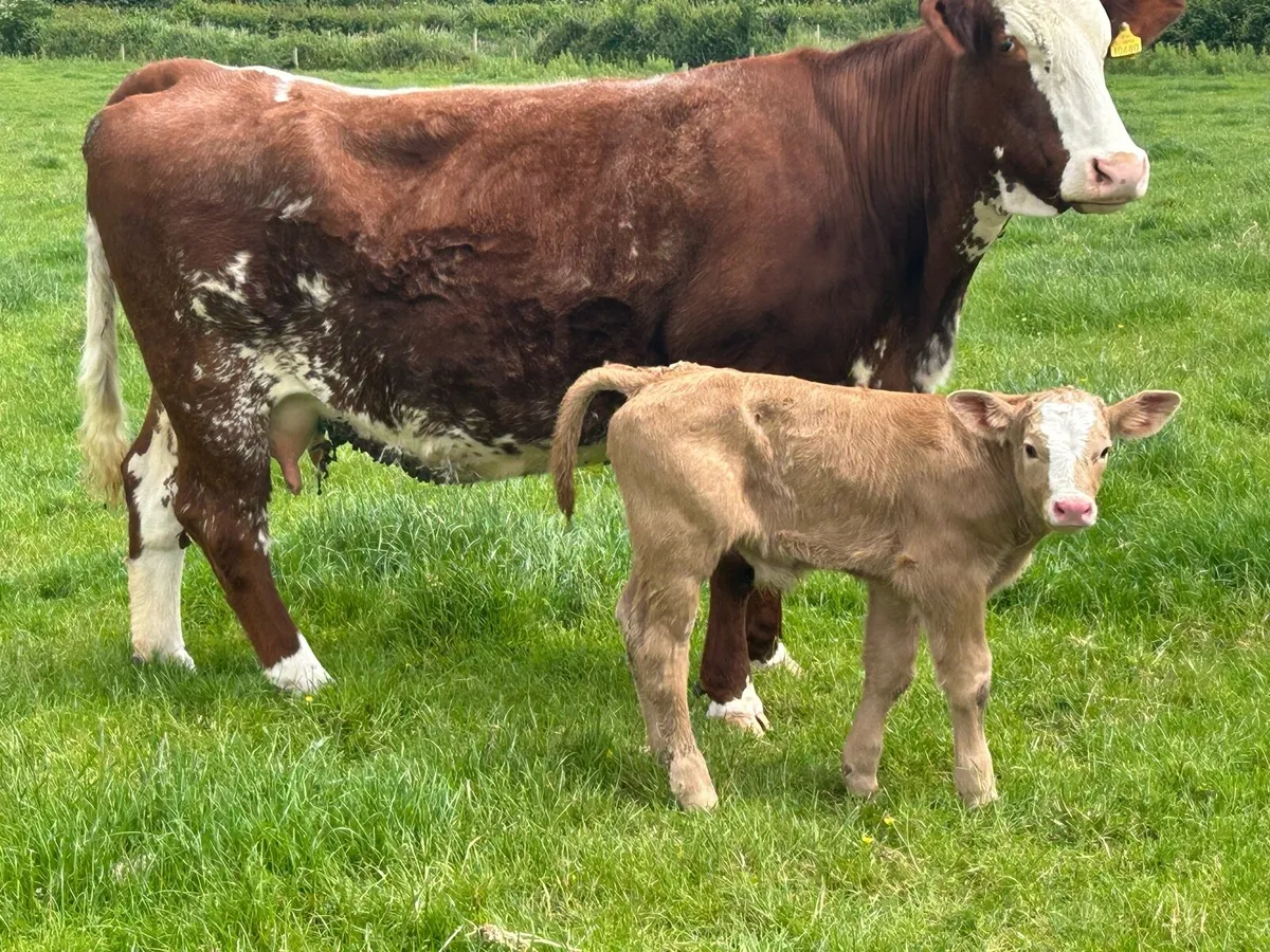 Super roan 5 star cow and charlois bull calf - Image 1