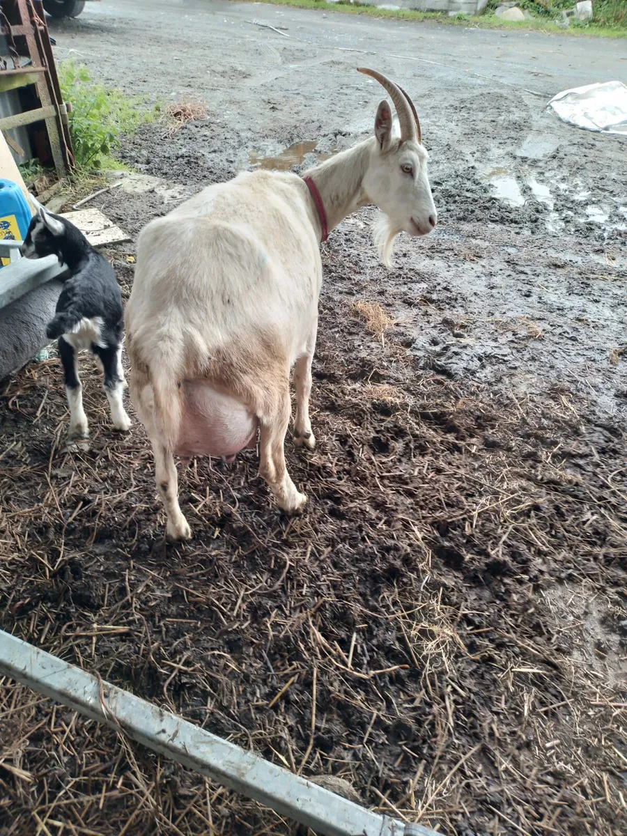 Milking Goat - Image 2