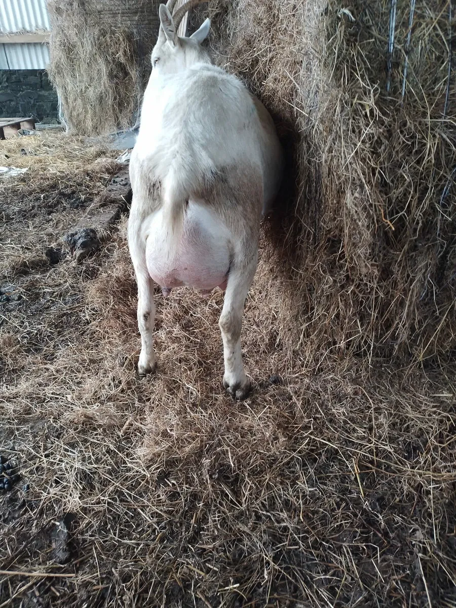 Milking Goat - Image 3