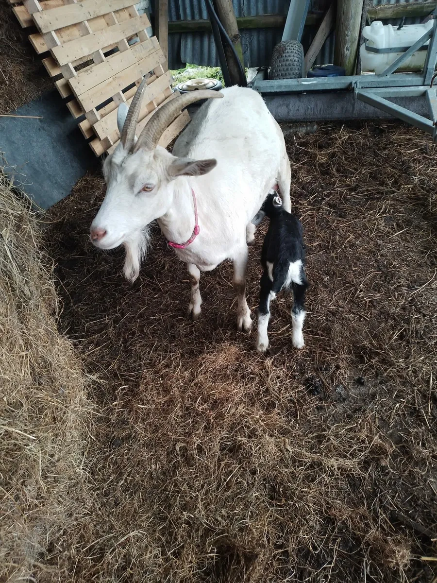 Milking Goat - Image 4