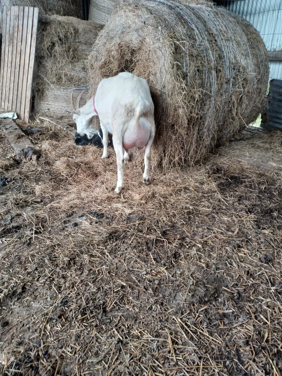 Milking Goat - Image 1