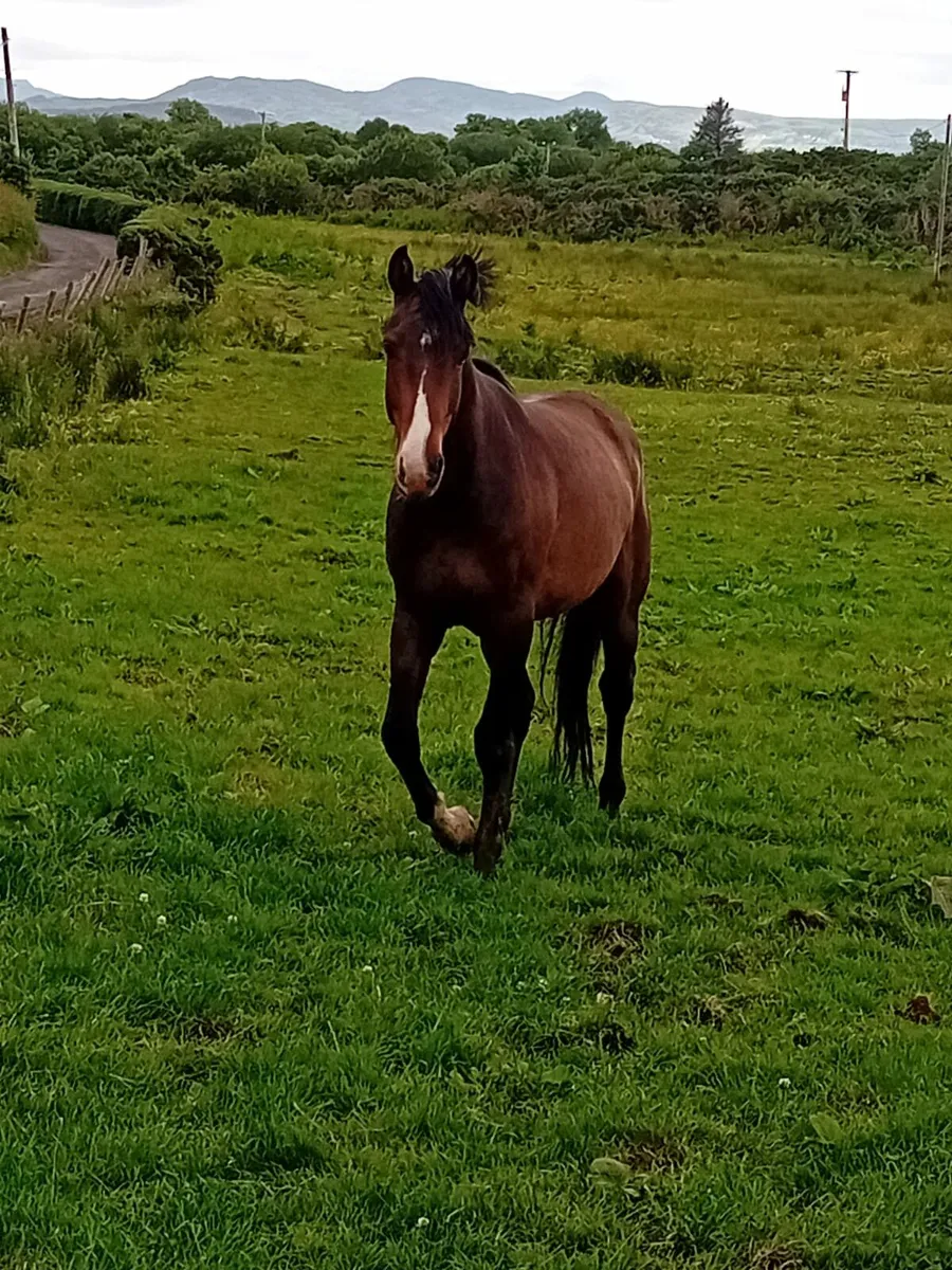 4 year old gelding by Atomic Cruise - Image 2