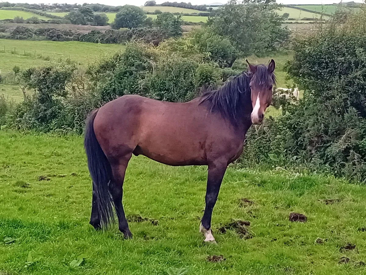 4 year old gelding by Atomic Cruise - Image 1