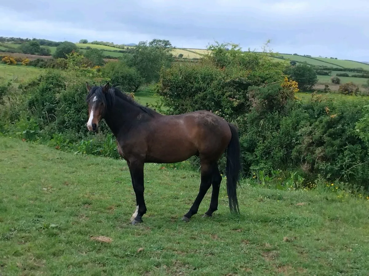 4 year old gelding by Atomic Cruise - Image 4