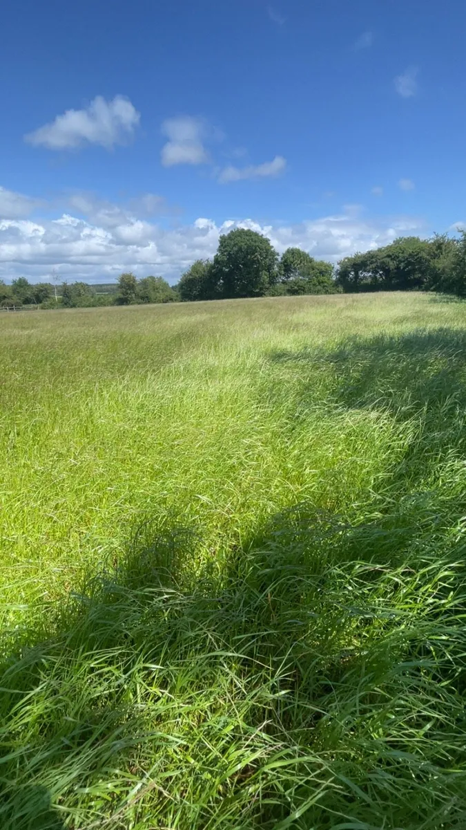 Small square bales of hay - Image 1