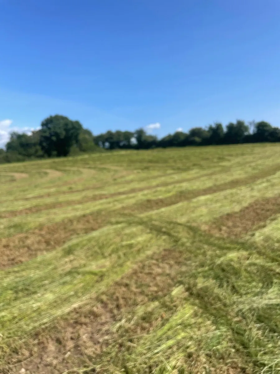 Small square bales of hay - Image 2