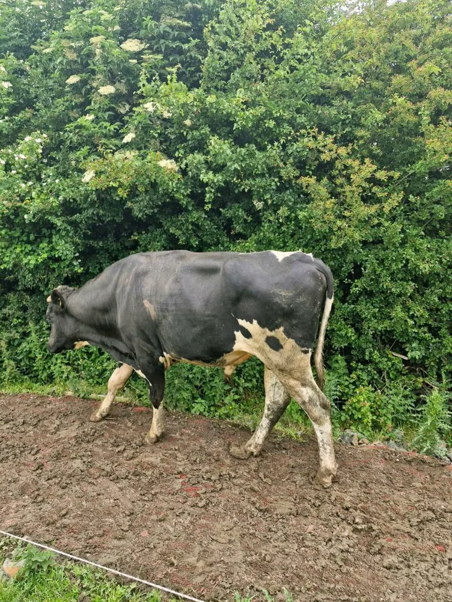 Fr Bull - Image 2