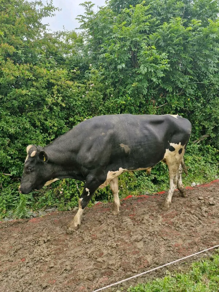 Fr Bull - Image 3