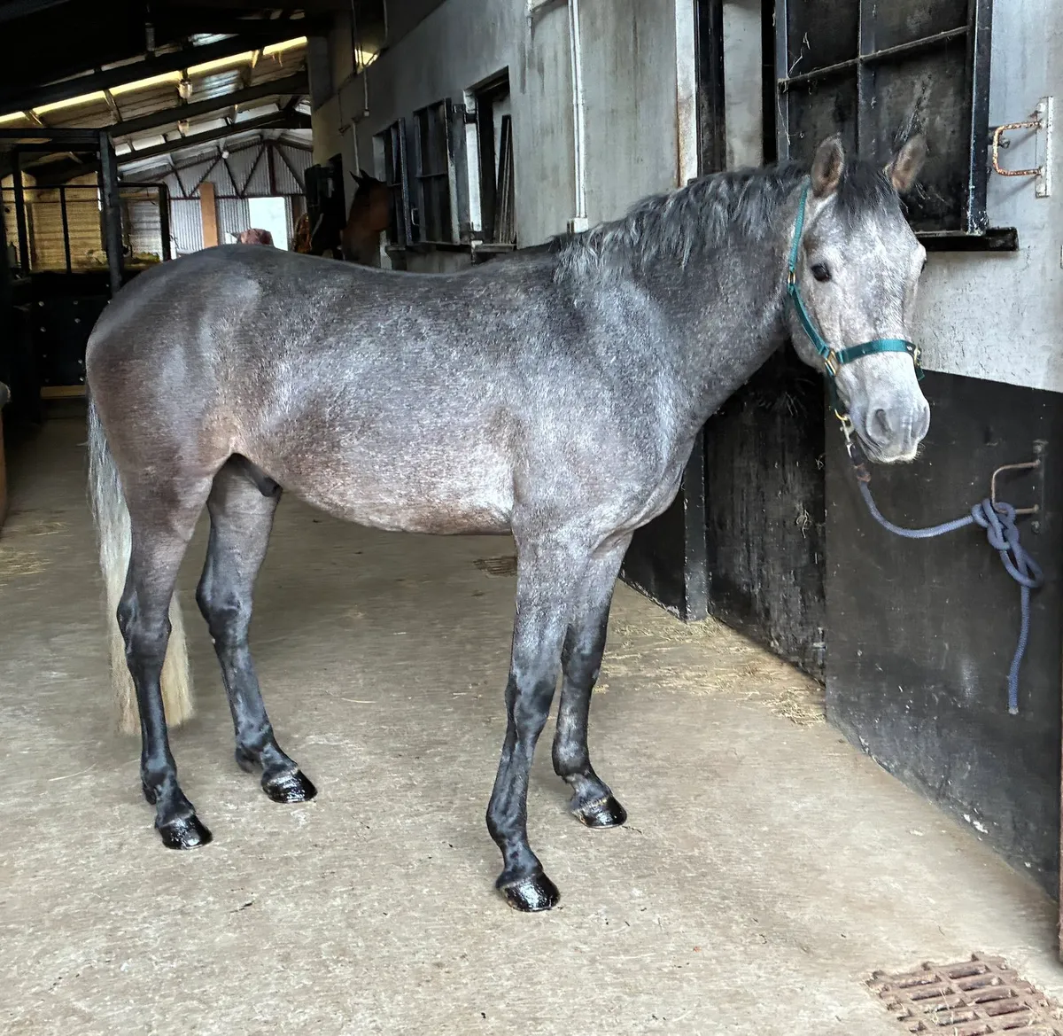 148cm 4yo Future GP Pony - Image 1