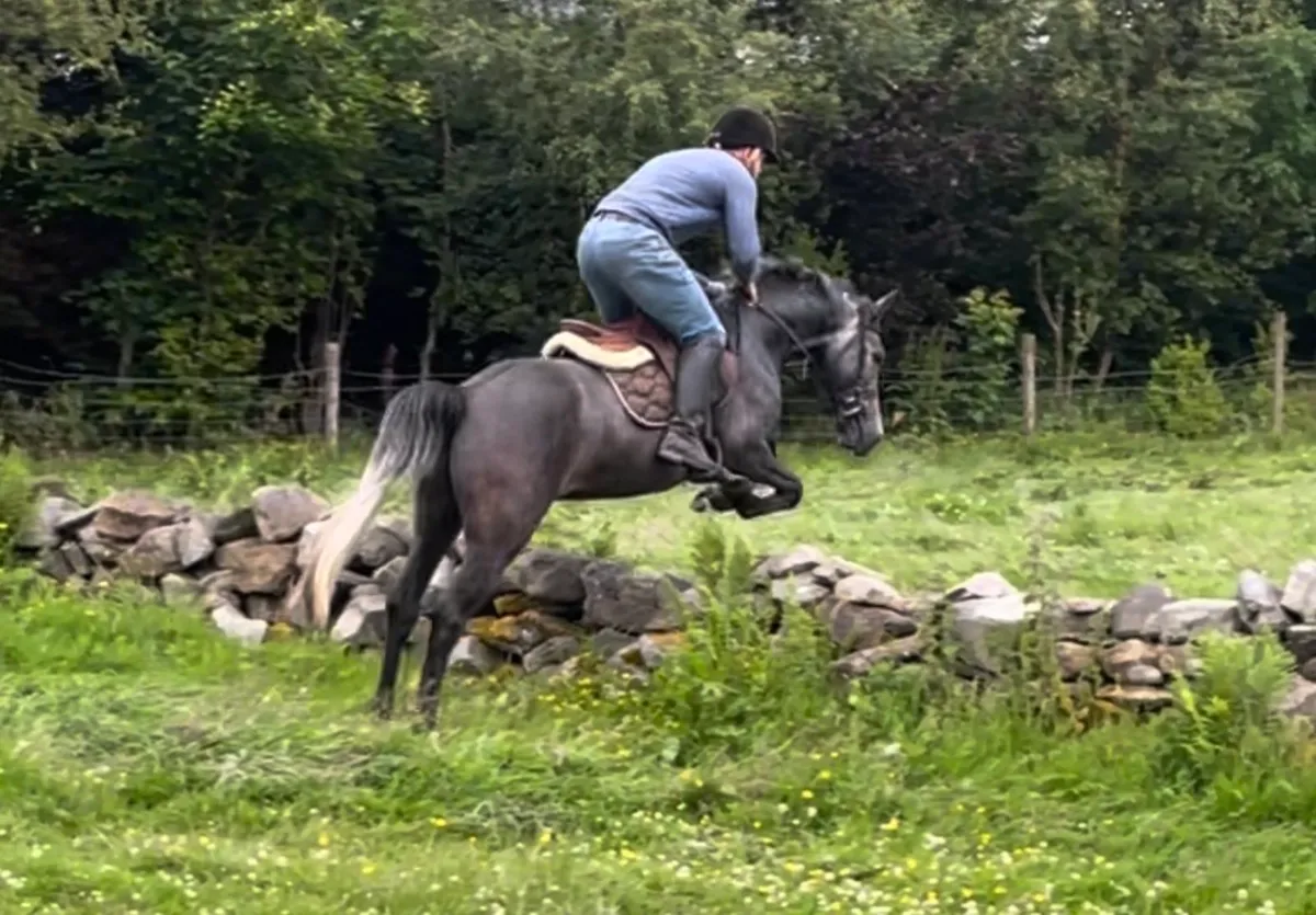 148cm 4yo Future GP Pony - Image 2