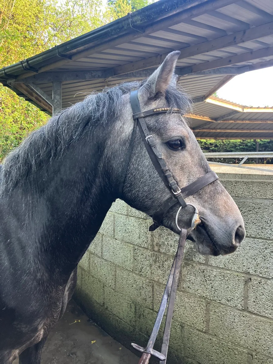 148cm 4yo Future GP Pony - Image 3