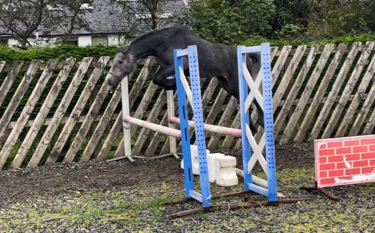 148cm 4yo Future GP Pony - Image 4