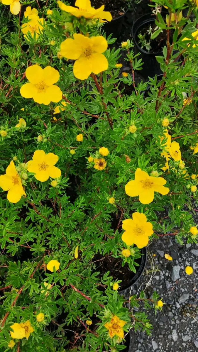 Patio Plants in sizes from 7 euro - Image 3