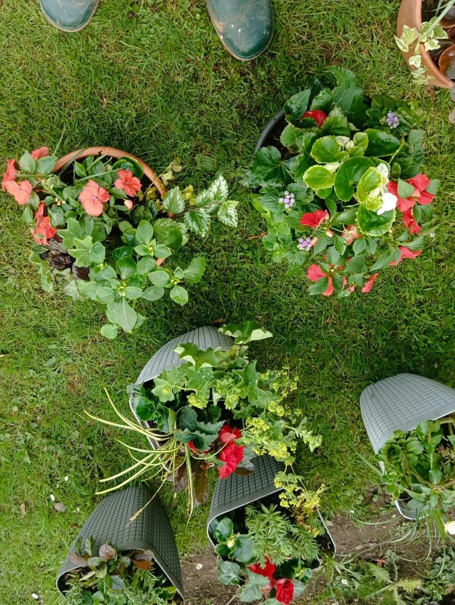 Beautiful pots, - Image 1