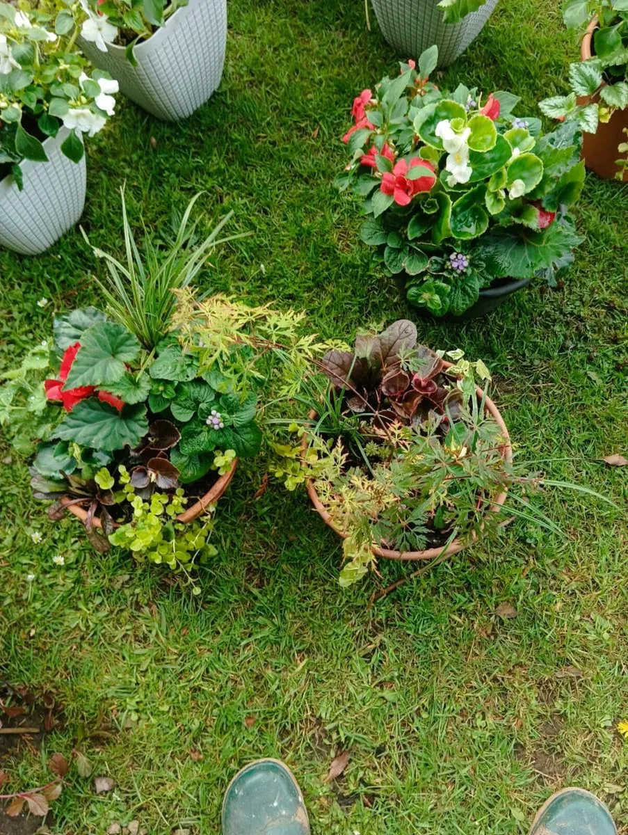 Beautiful pots, - Image 2