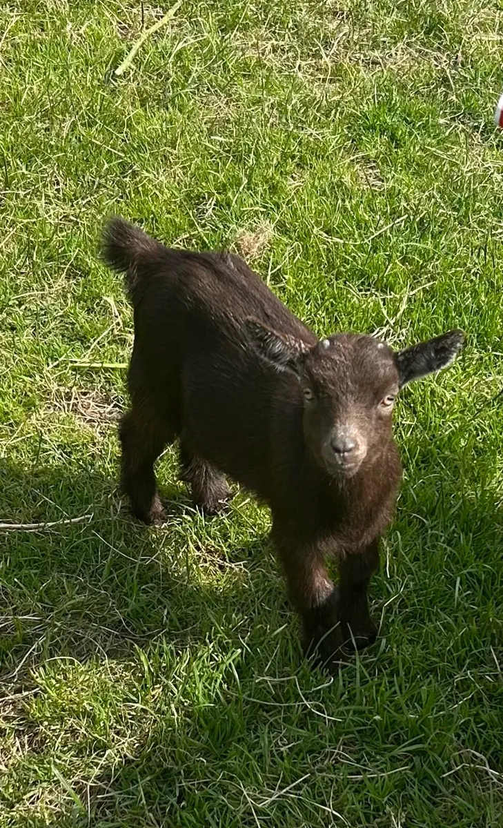 *LAST KIDS* Pygmy goats Kids - Image 3