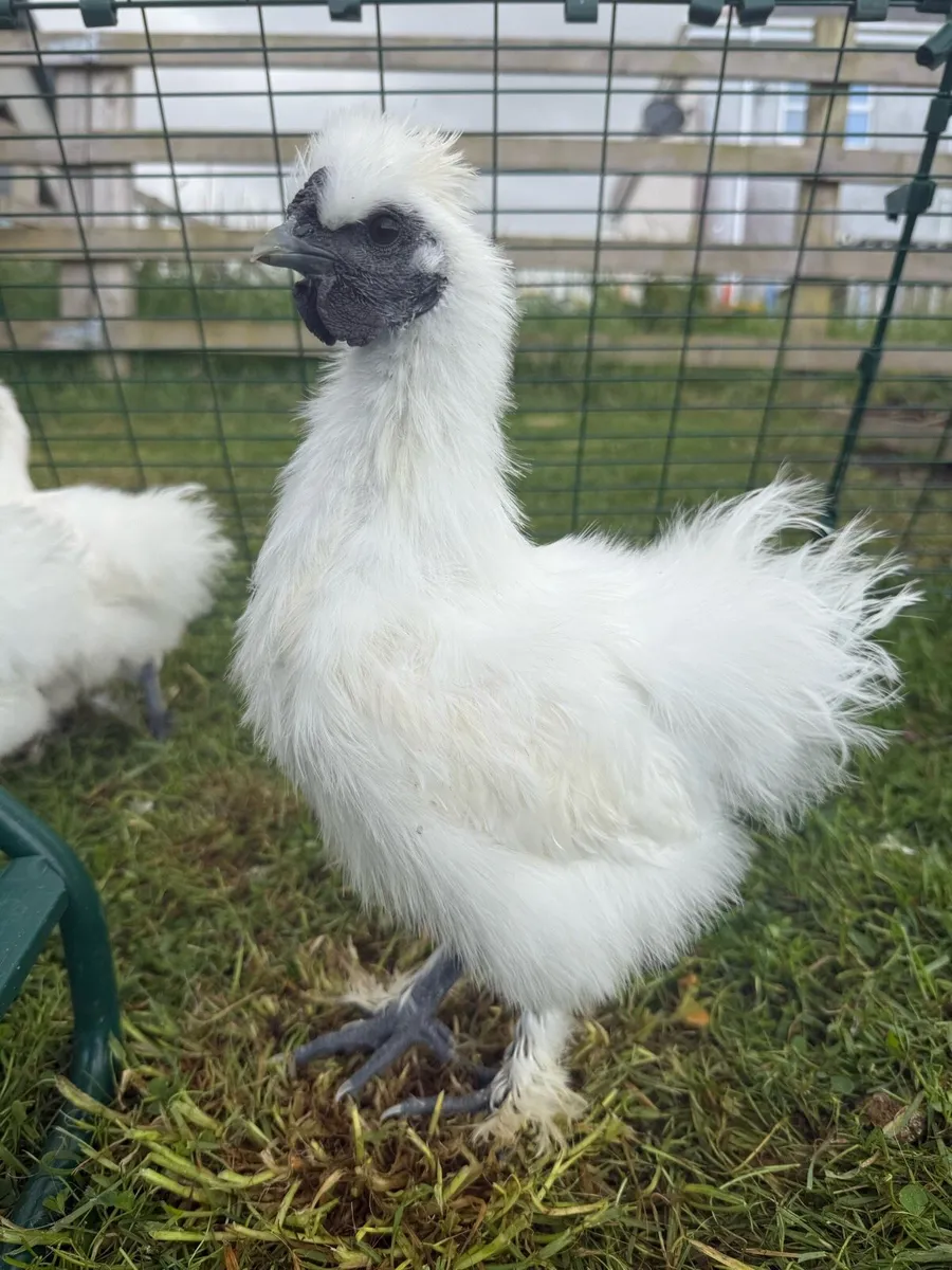Silkie rooster - Image 1