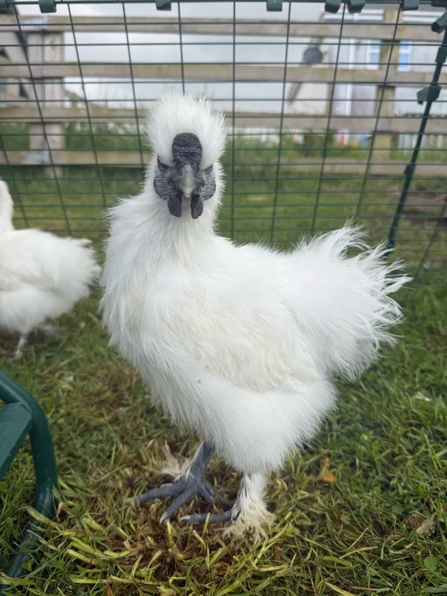 Silkie rooster - Image 2