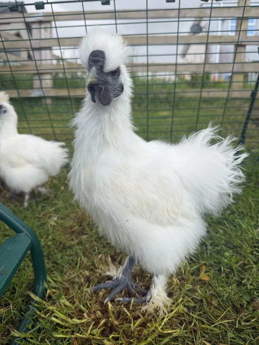 Silkie rooster - Image 3
