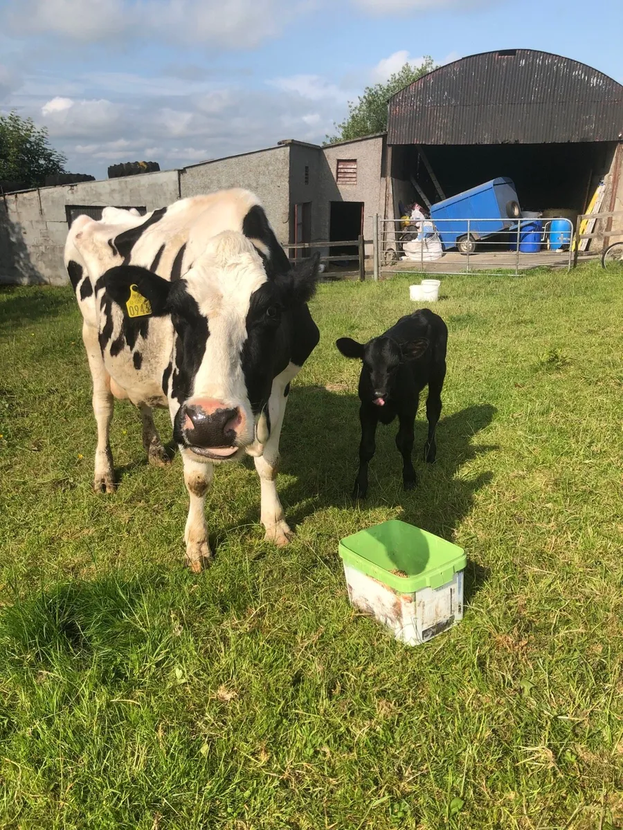 Cow - Image 1