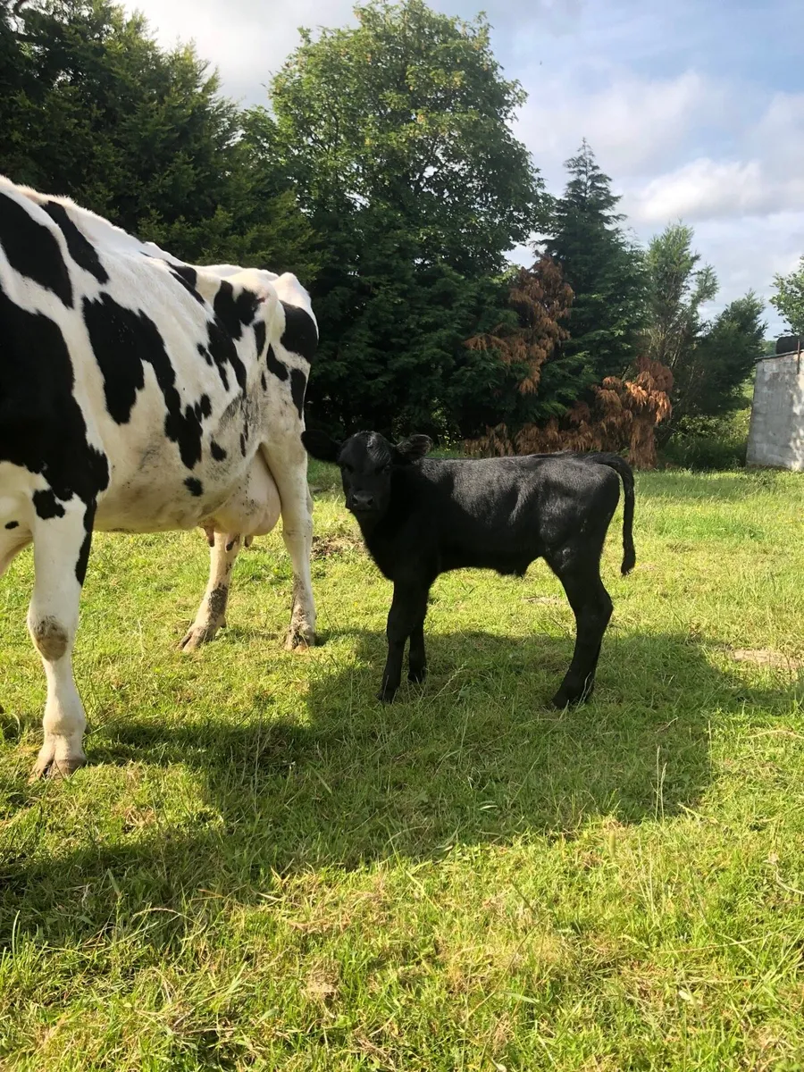 Cow - Image 2