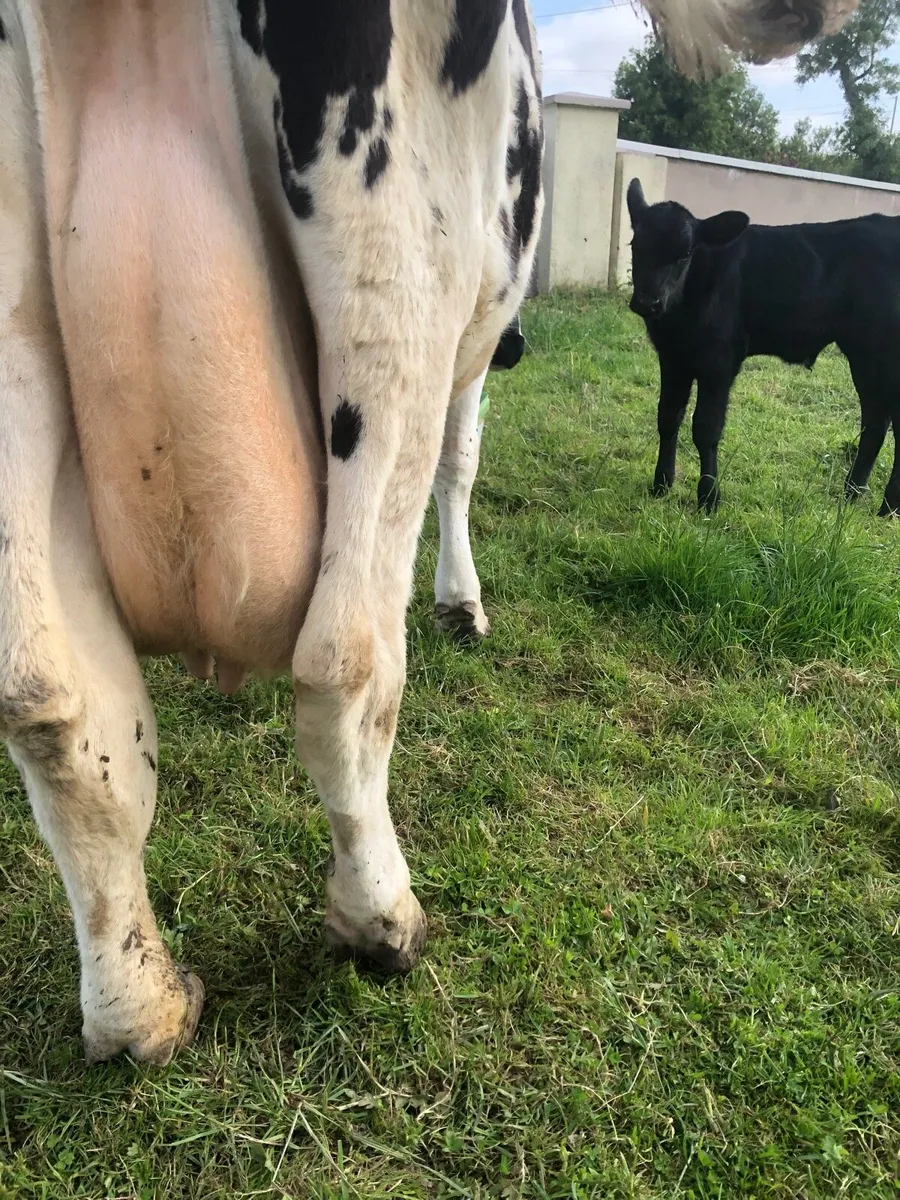 Cow - Image 3
