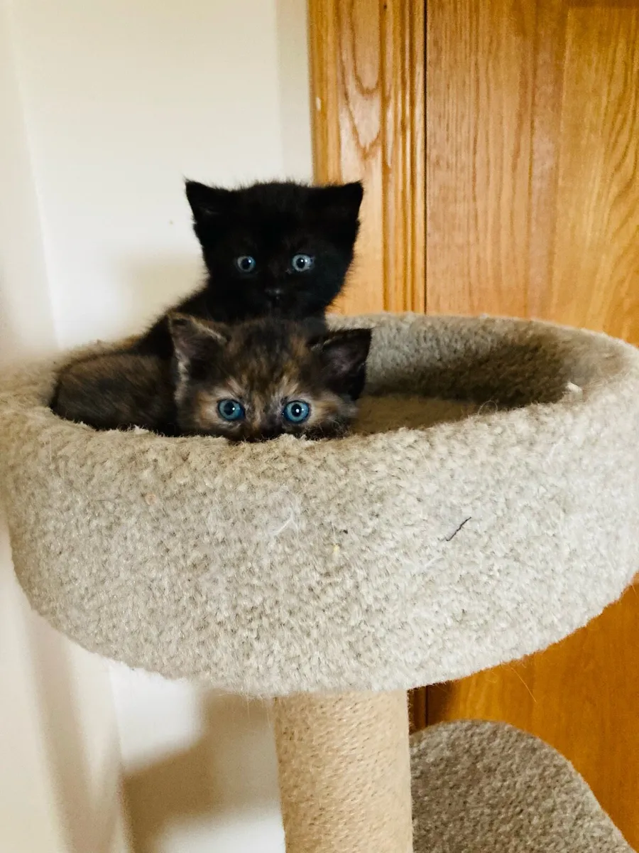 British Long Hair X Kittens - Image 1