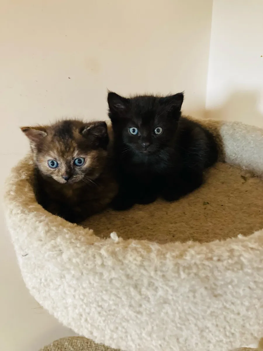 British Long Hair X Kittens - Image 2