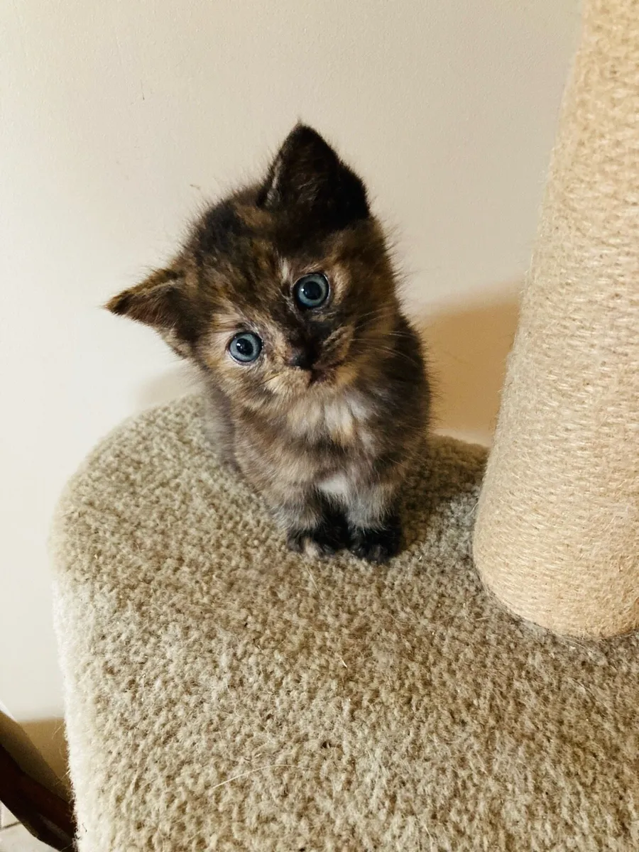 British Long Hair X Kittens - Image 3
