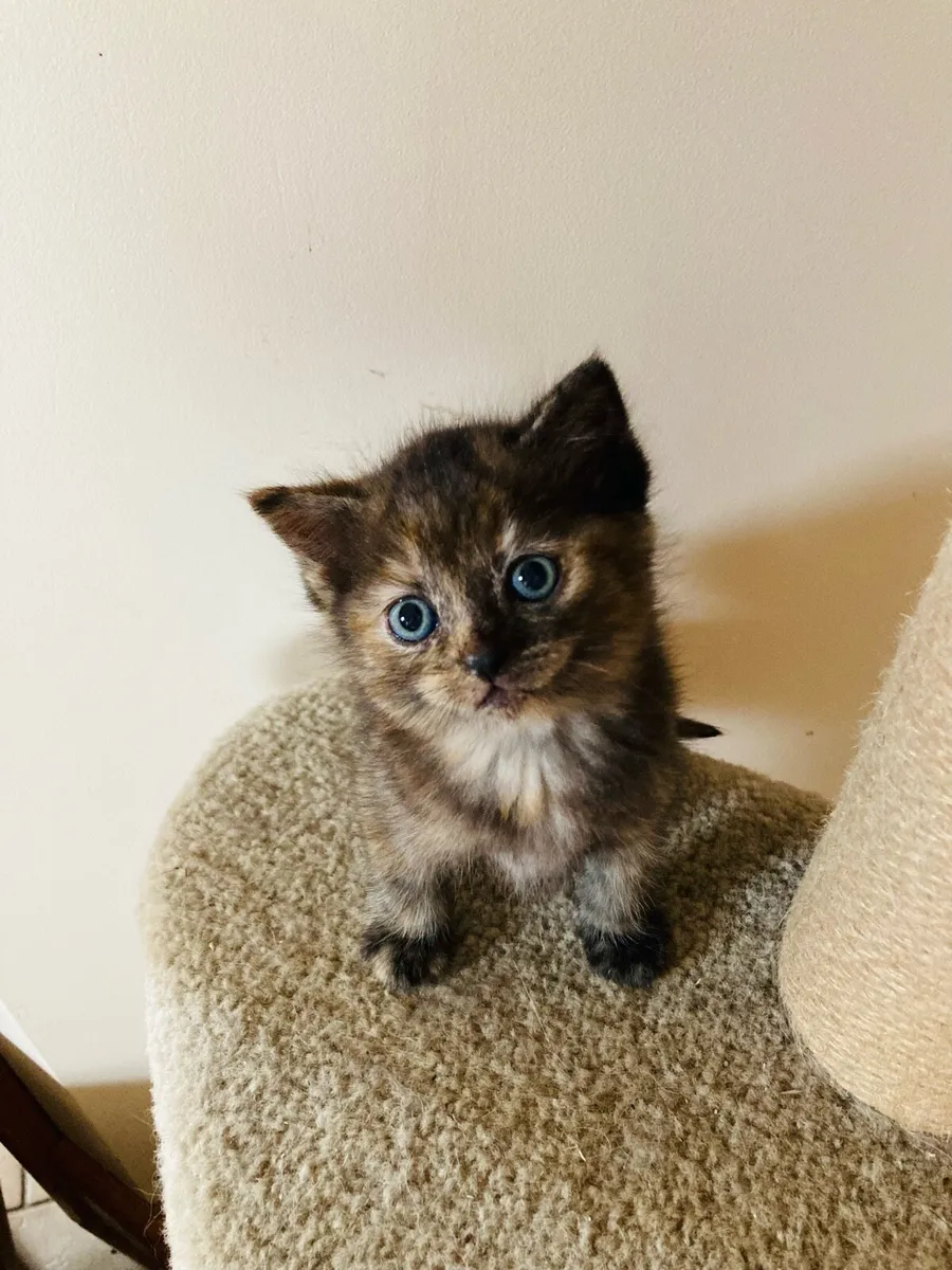 British Long Hair X Kittens - Image 4