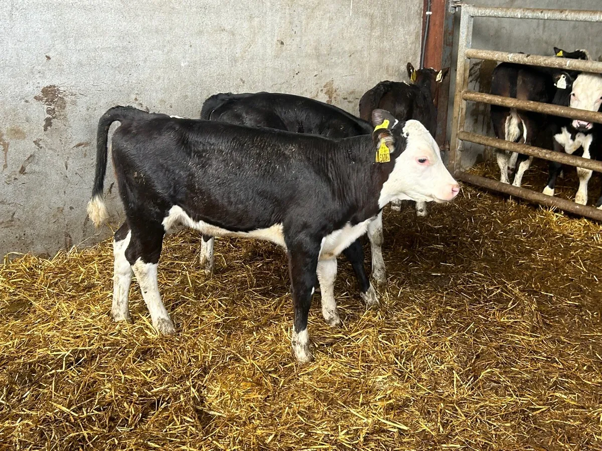 3 super Hereford reared heifers - Image 1