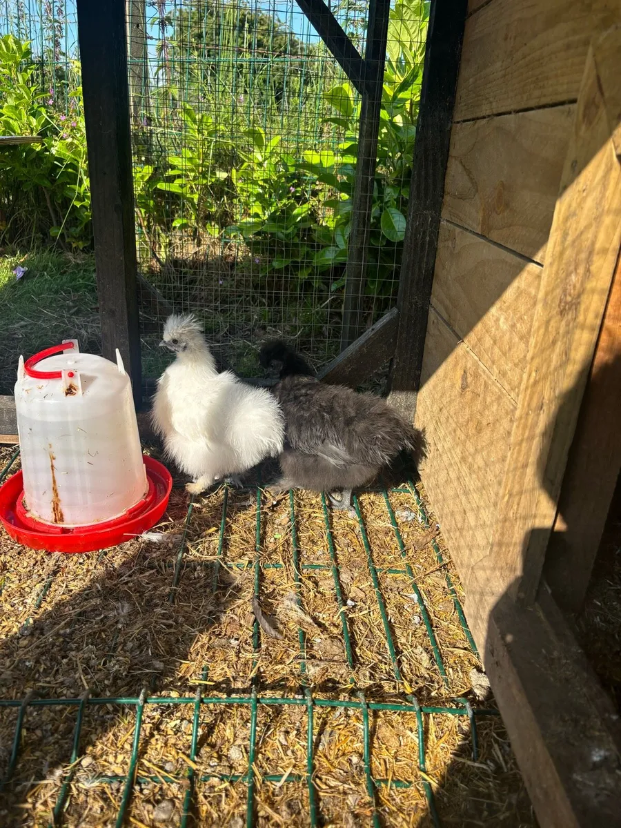 2 Silkie growers - Image 2