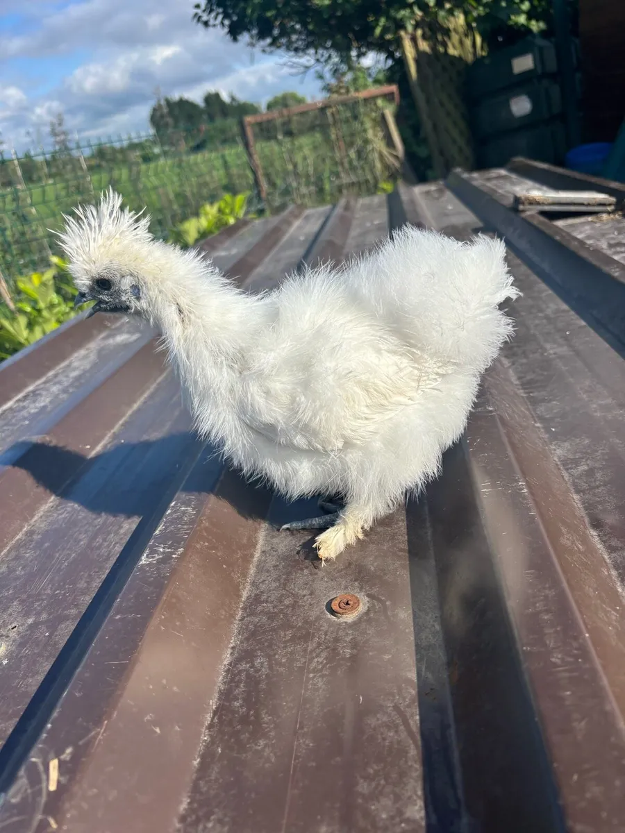 2 Silkie growers - Image 3