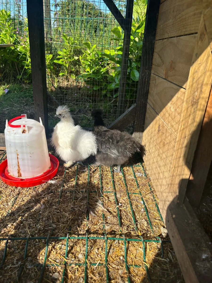 2 Silkie growers - Image 1