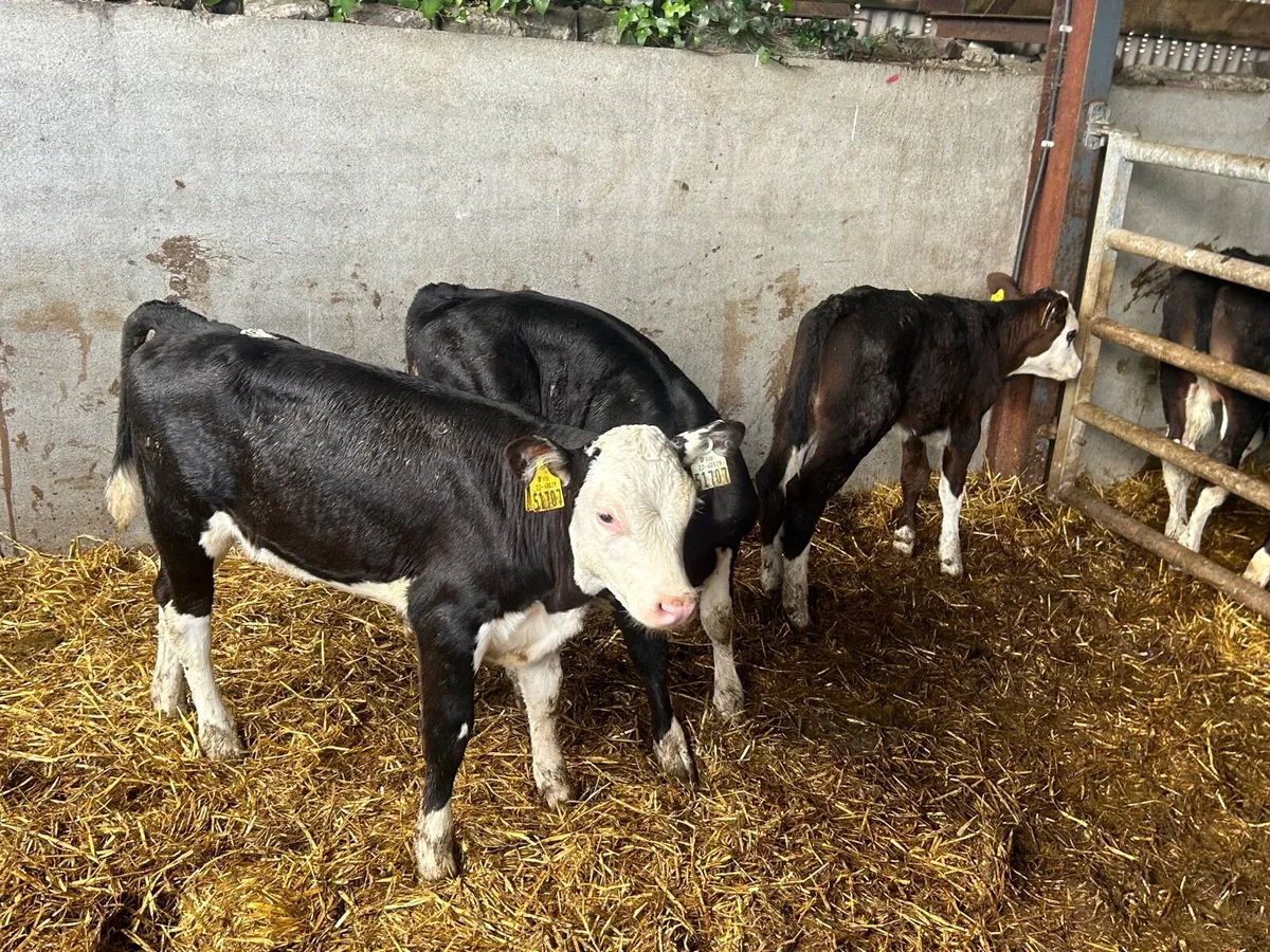 3 super Hereford reared heifers - Image 3