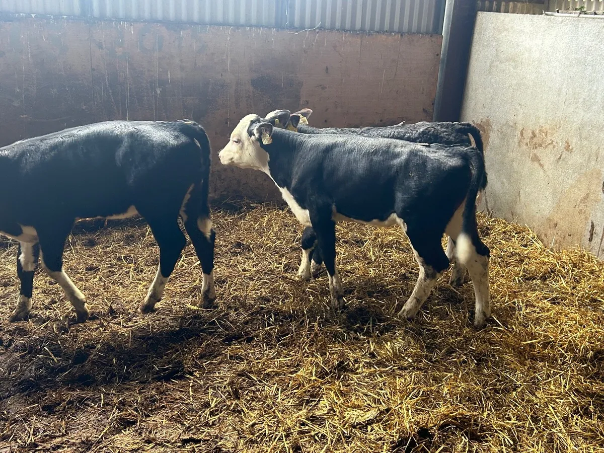 3 super Hereford reared heifers - Image 4