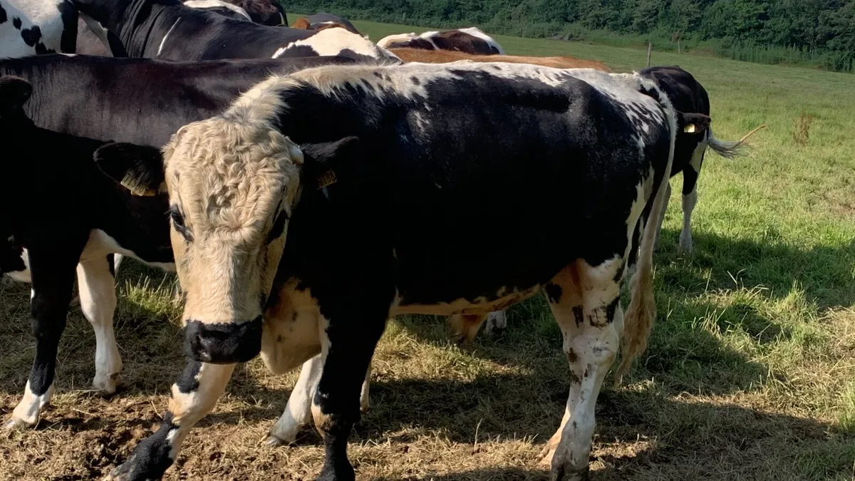 Fr bull - Image 2
