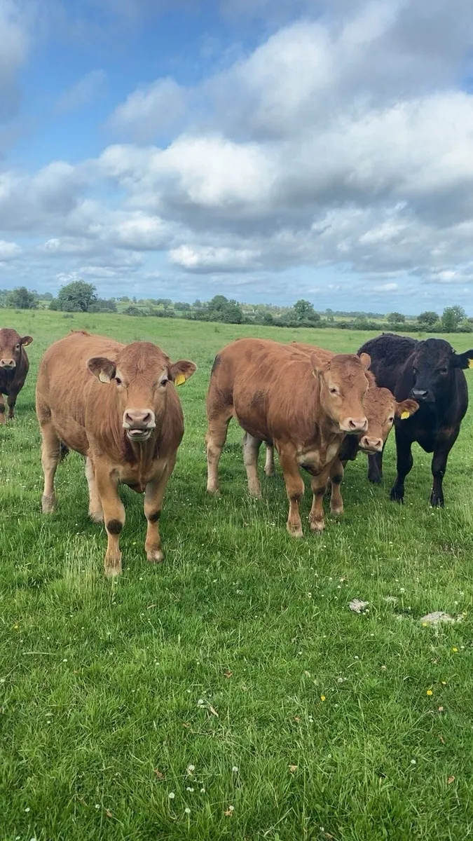 For sale balinasloe mart 18th June - Image 2