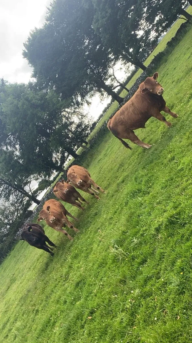 For sale balinasloe mart 18th June - Image 3