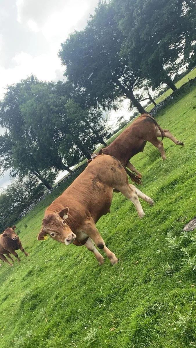 For sale balinasloe mart 18th June - Image 4