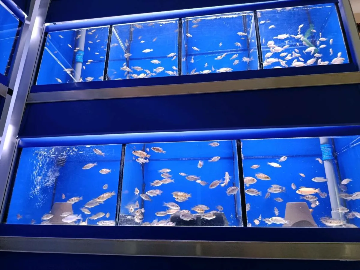 Malawi Cichlids - Image 1